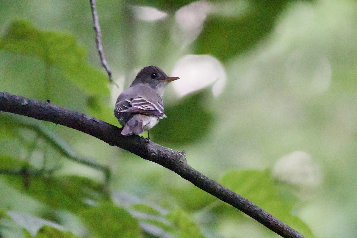 Eastern Wood-Pewee - ML639968560