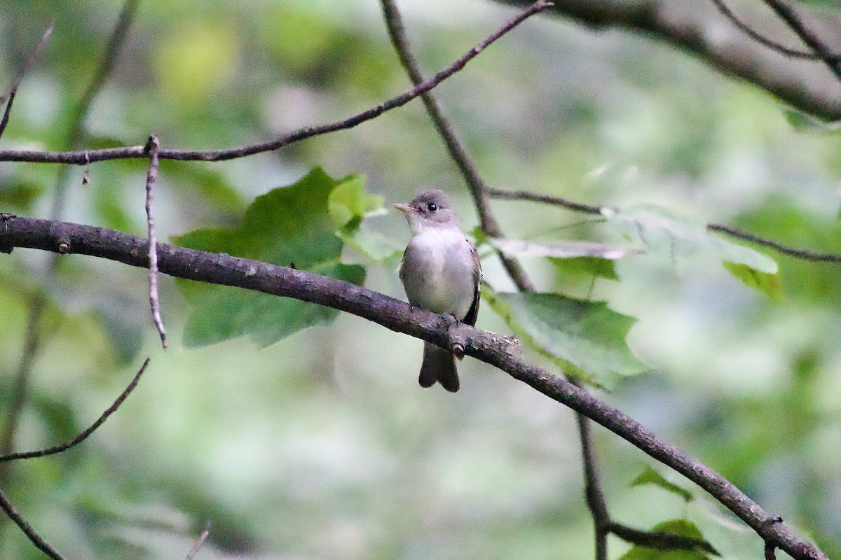 Eastern Wood-Pewee - ML639968561