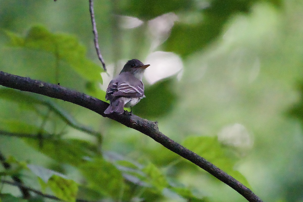 Eastern Wood-Pewee - ML639968562