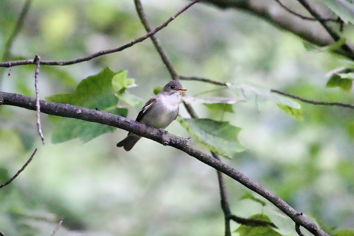 Eastern Wood-Pewee - ML639968563