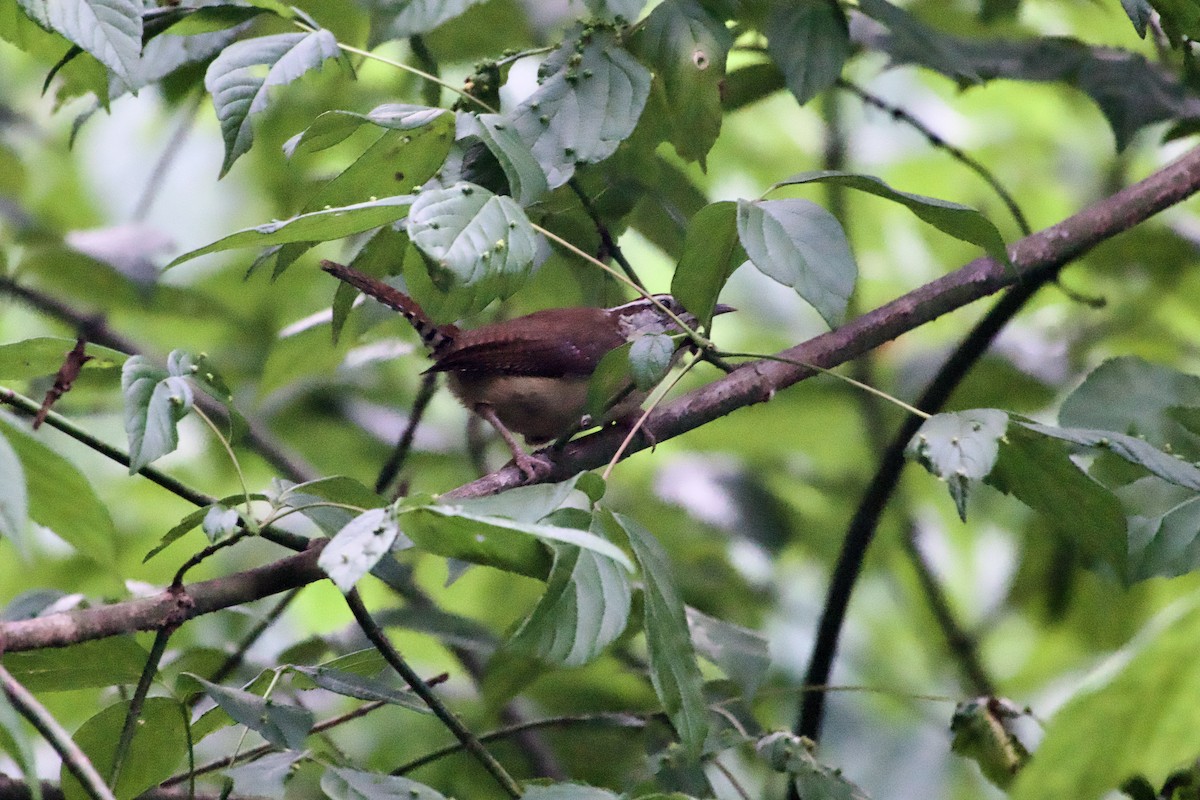 Carolina Wren - ML639968591