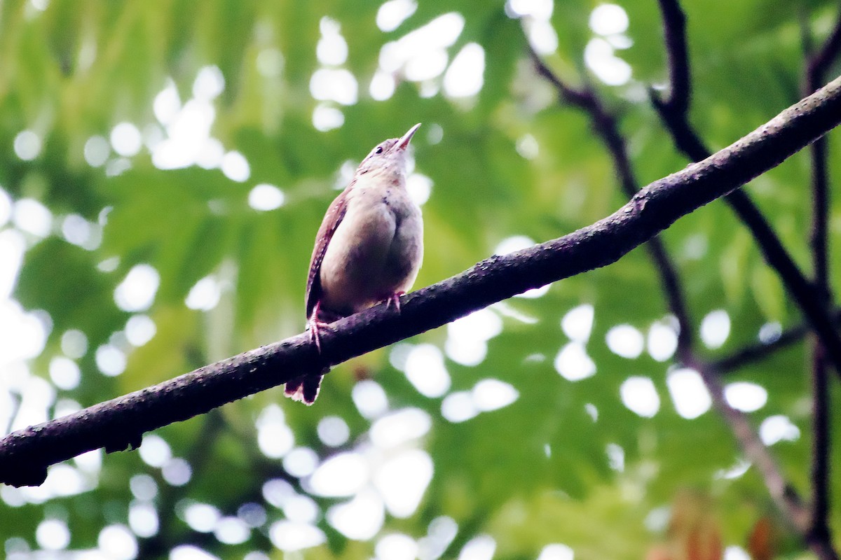 Carolina Wren - ML639968592