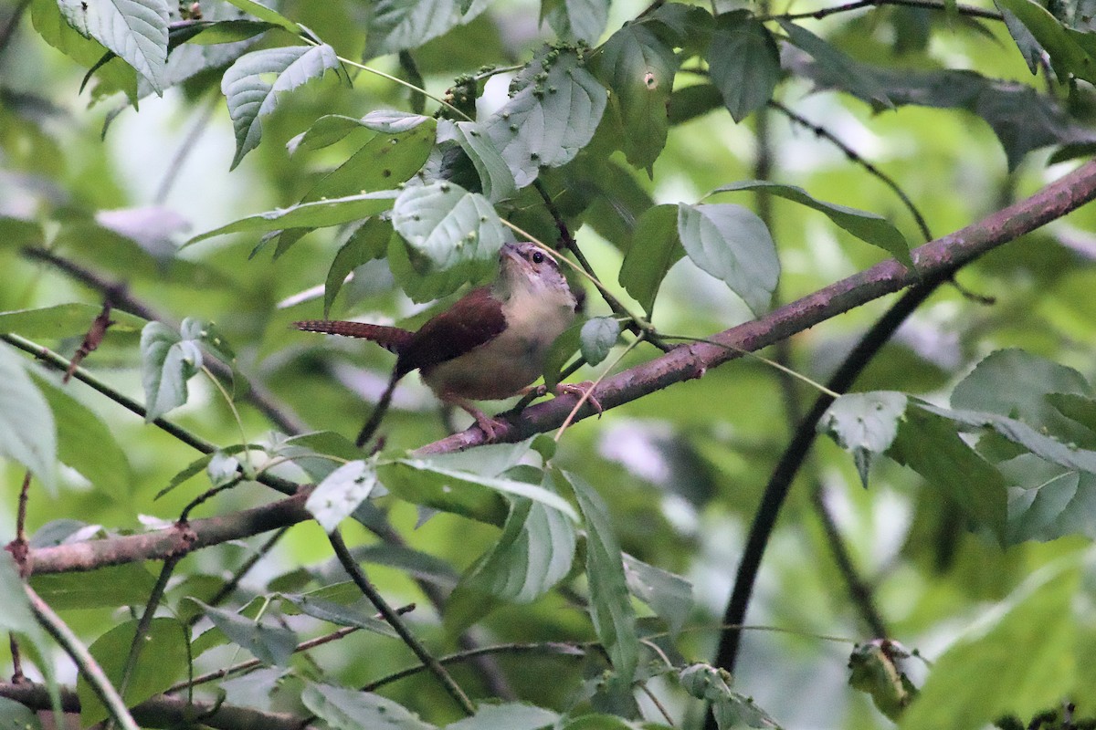 Carolina Wren - ML639968594