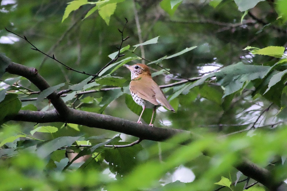 Wood Thrush - ML639968620