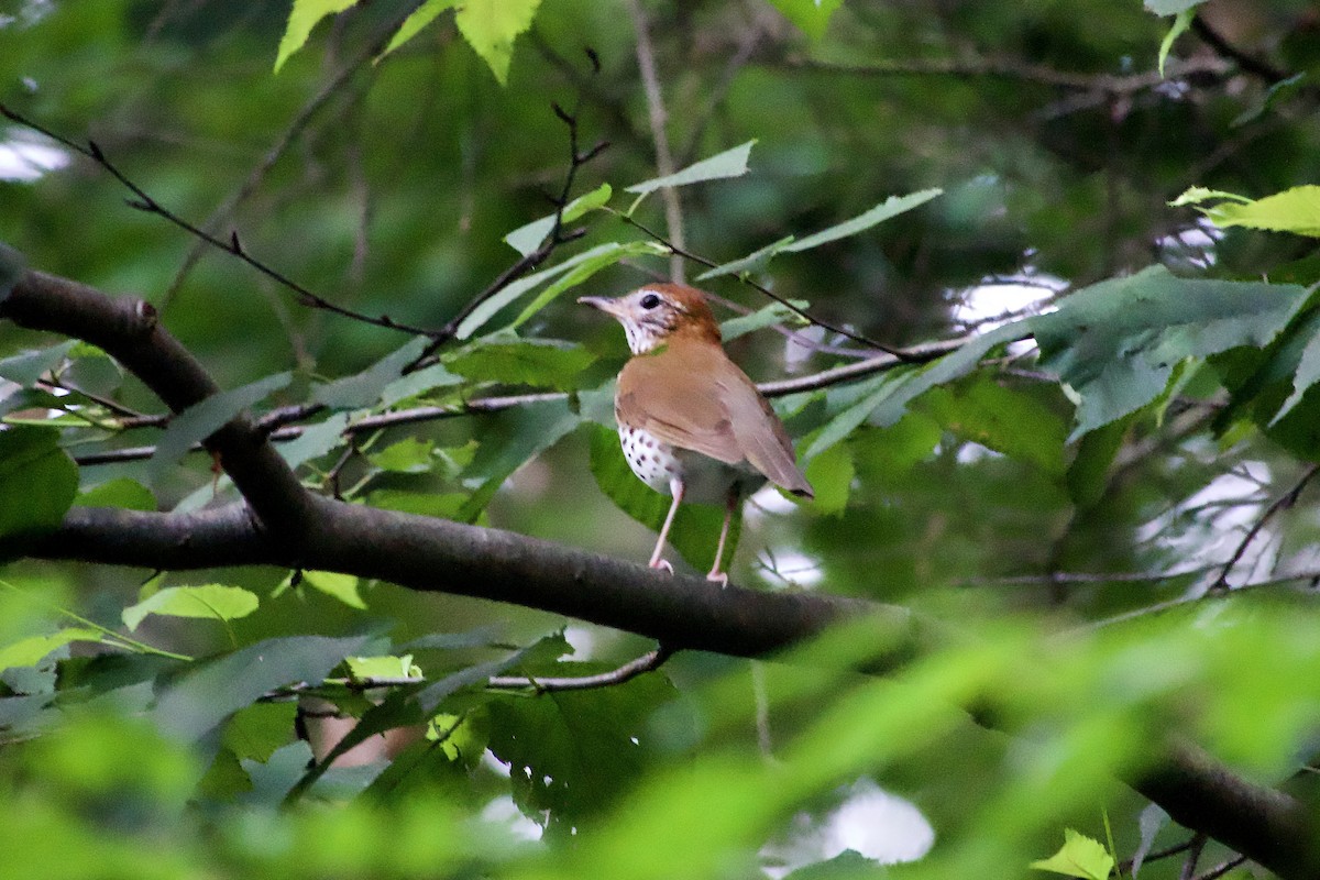 Wood Thrush - ML639968621