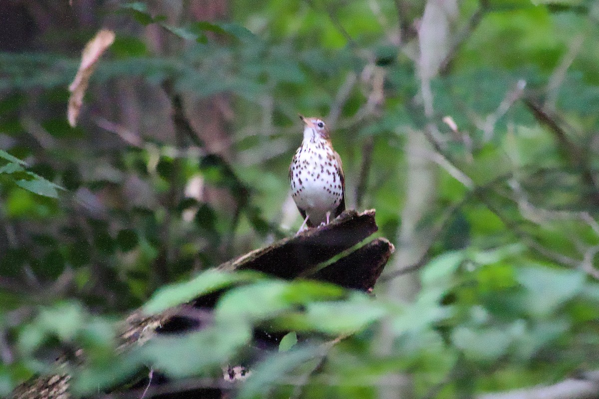 Wood Thrush - ML639968632