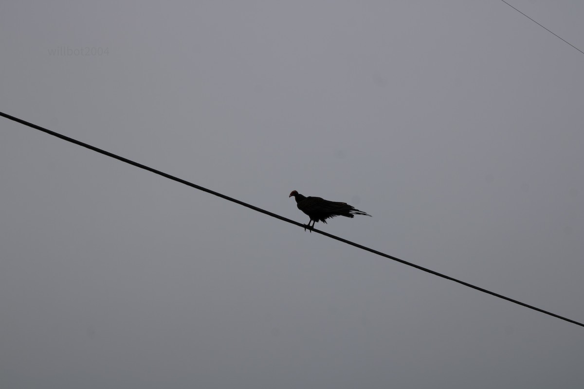 Turkey Vulture - ML639968640