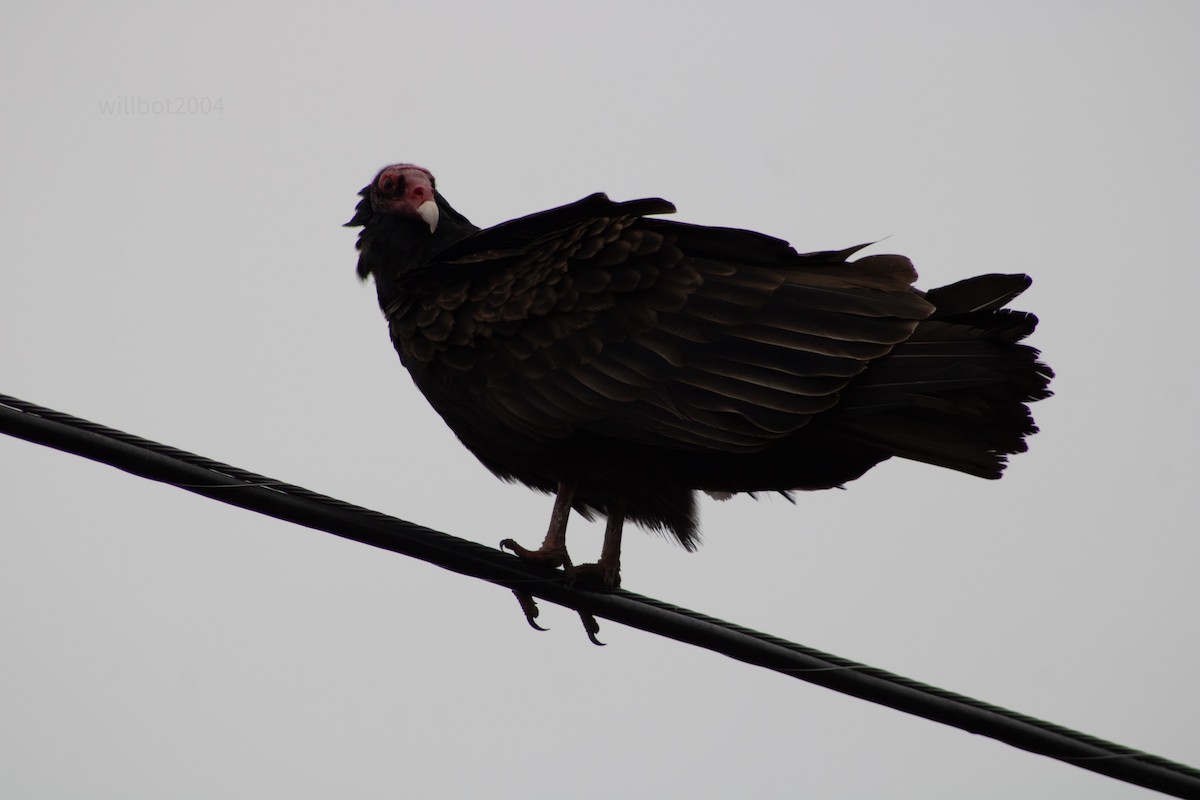 Turkey Vulture - ML639968641