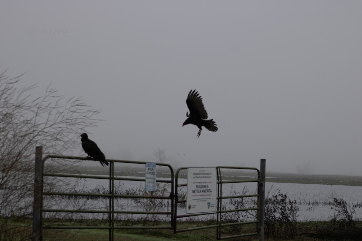 Turkey Vulture - ML639968642