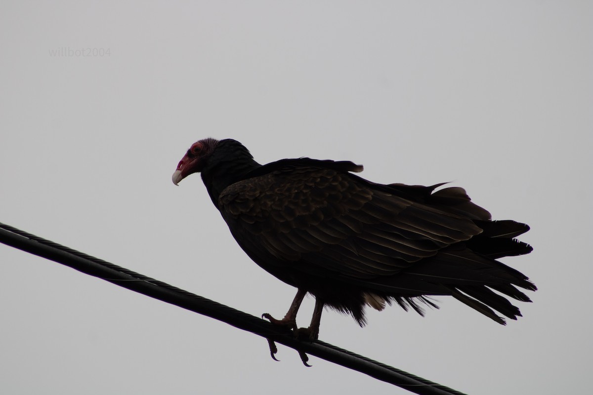 Turkey Vulture - ML639968643