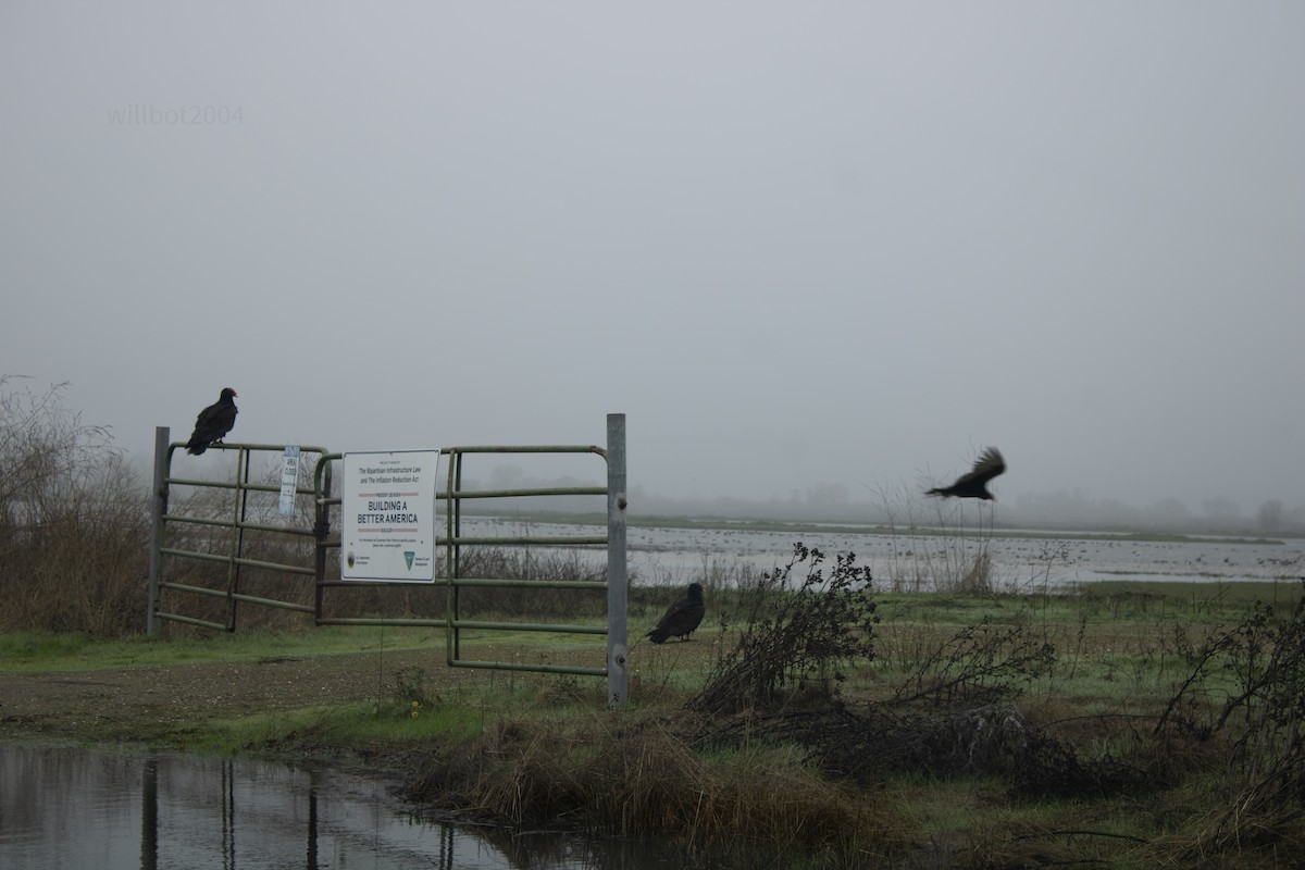 Turkey Vulture - ML639968644