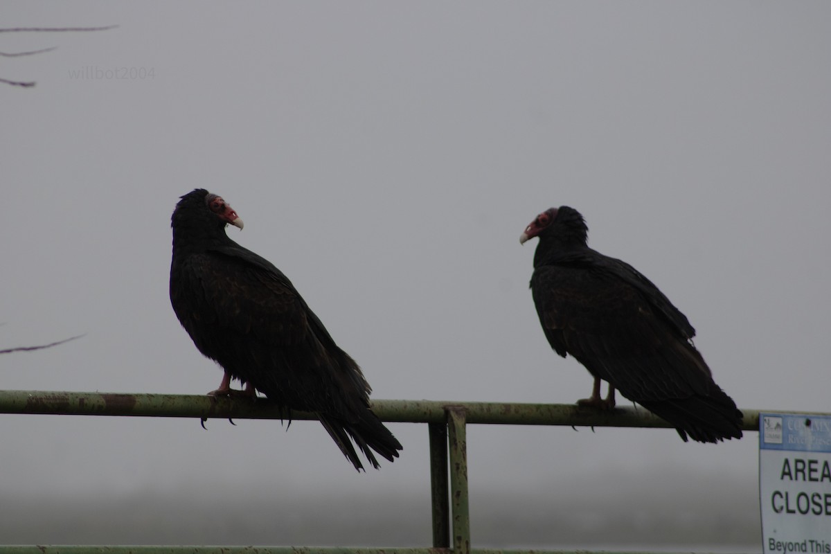 Turkey Vulture - ML639968645