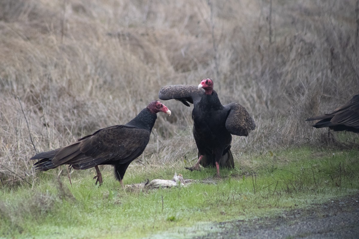 Turkey Vulture - ML639968646