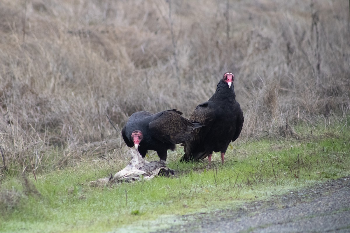 Turkey Vulture - ML639968647