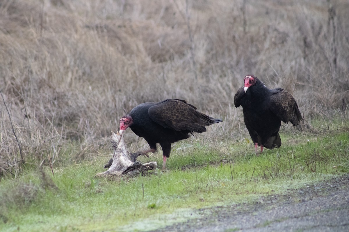 Turkey Vulture - ML639968648