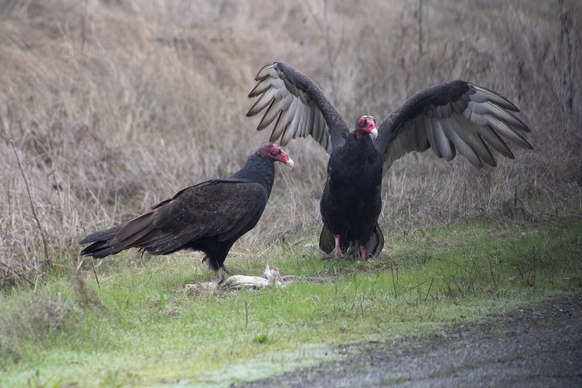 Turkey Vulture - ML639968649