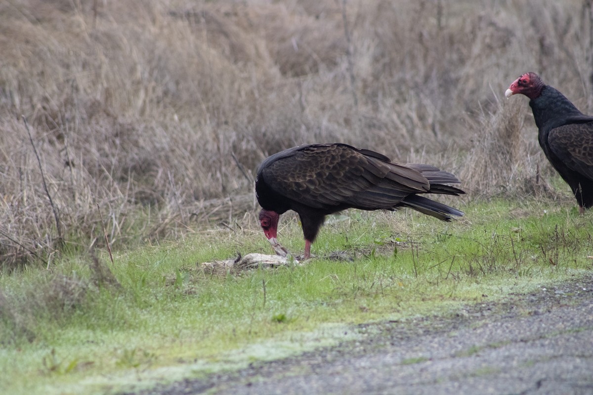 Turkey Vulture - ML639968650