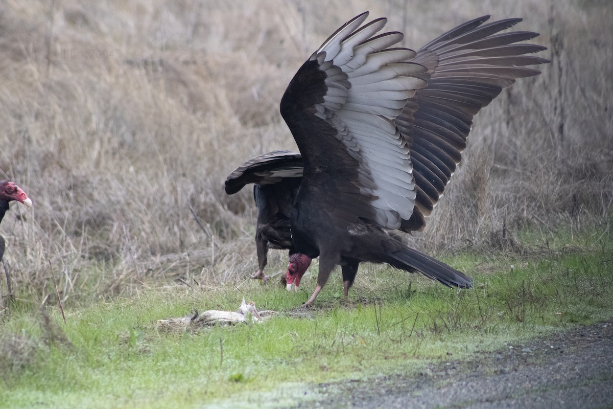 Turkey Vulture - ML639968651