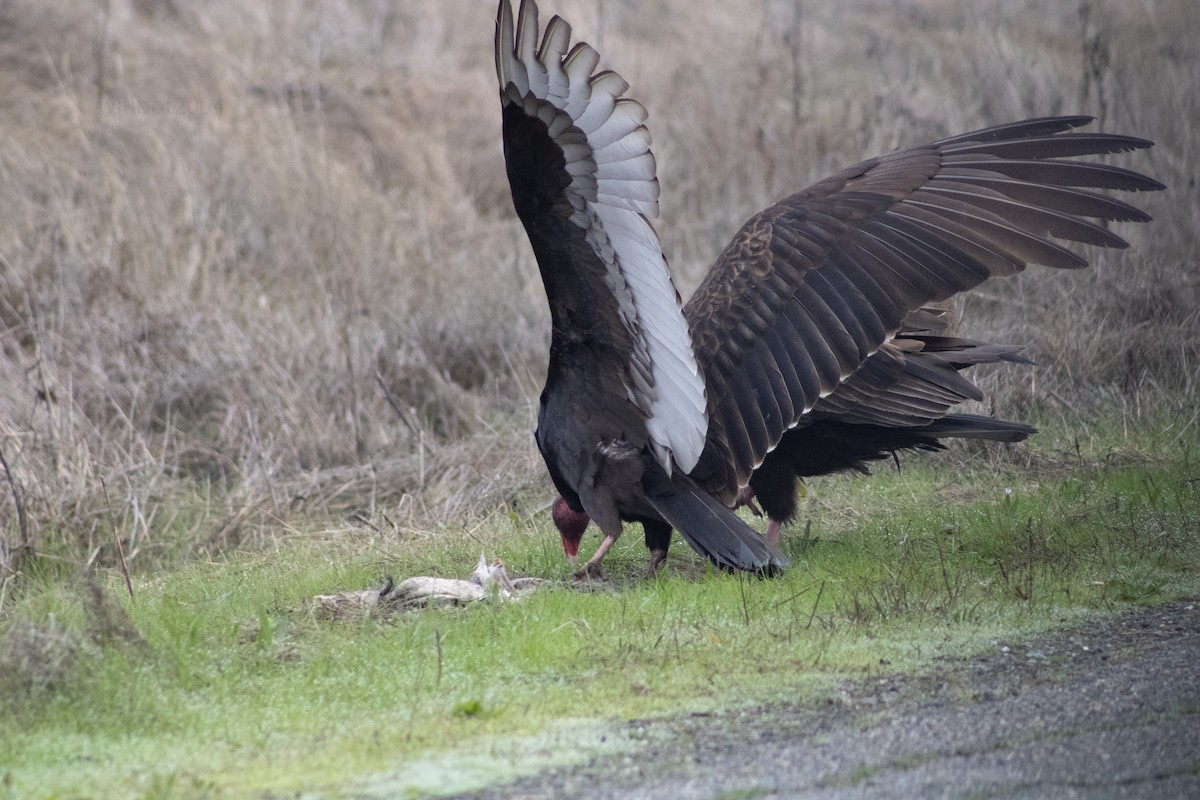 Turkey Vulture - ML639968652