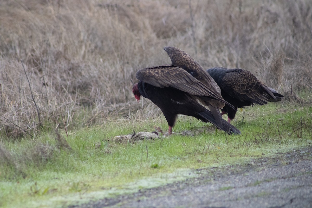 Turkey Vulture - ML639968653
