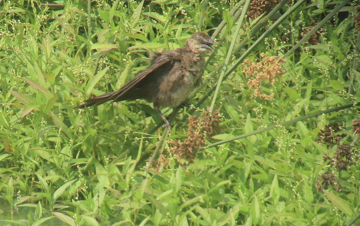 Great-tailed Grackle - ML639968657