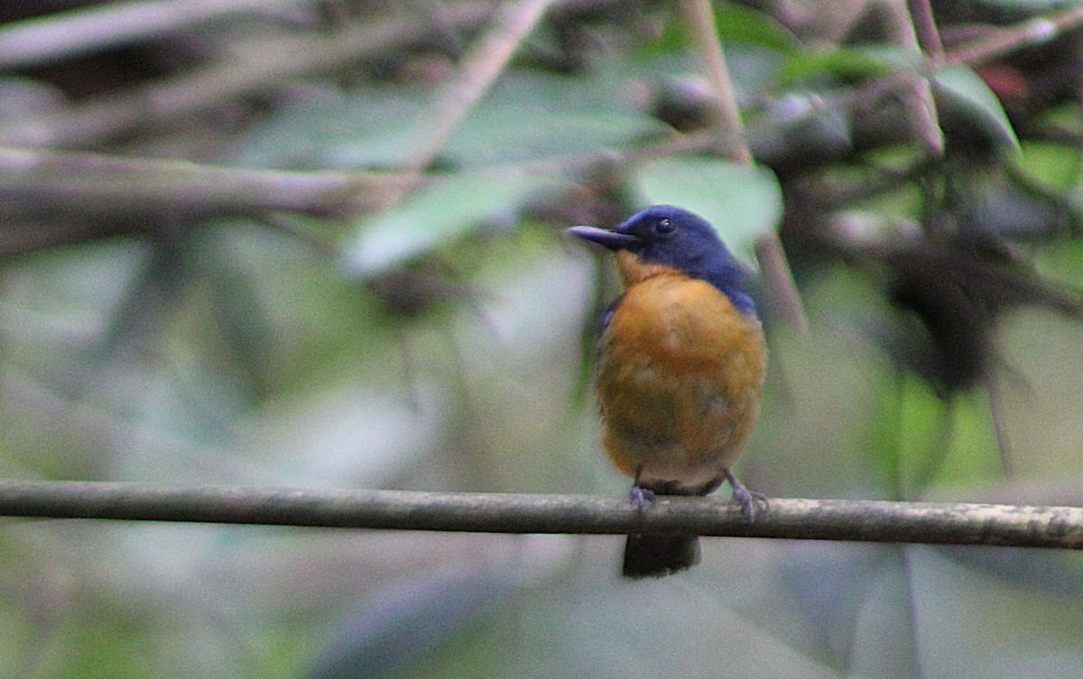 Dayak Blue Flycatcher - Jon. Anderson