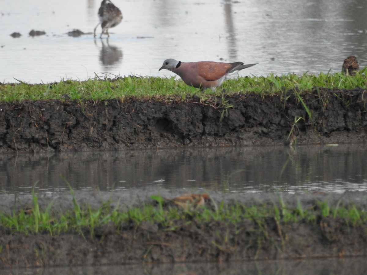 Red Collared-Dove - ML639968793