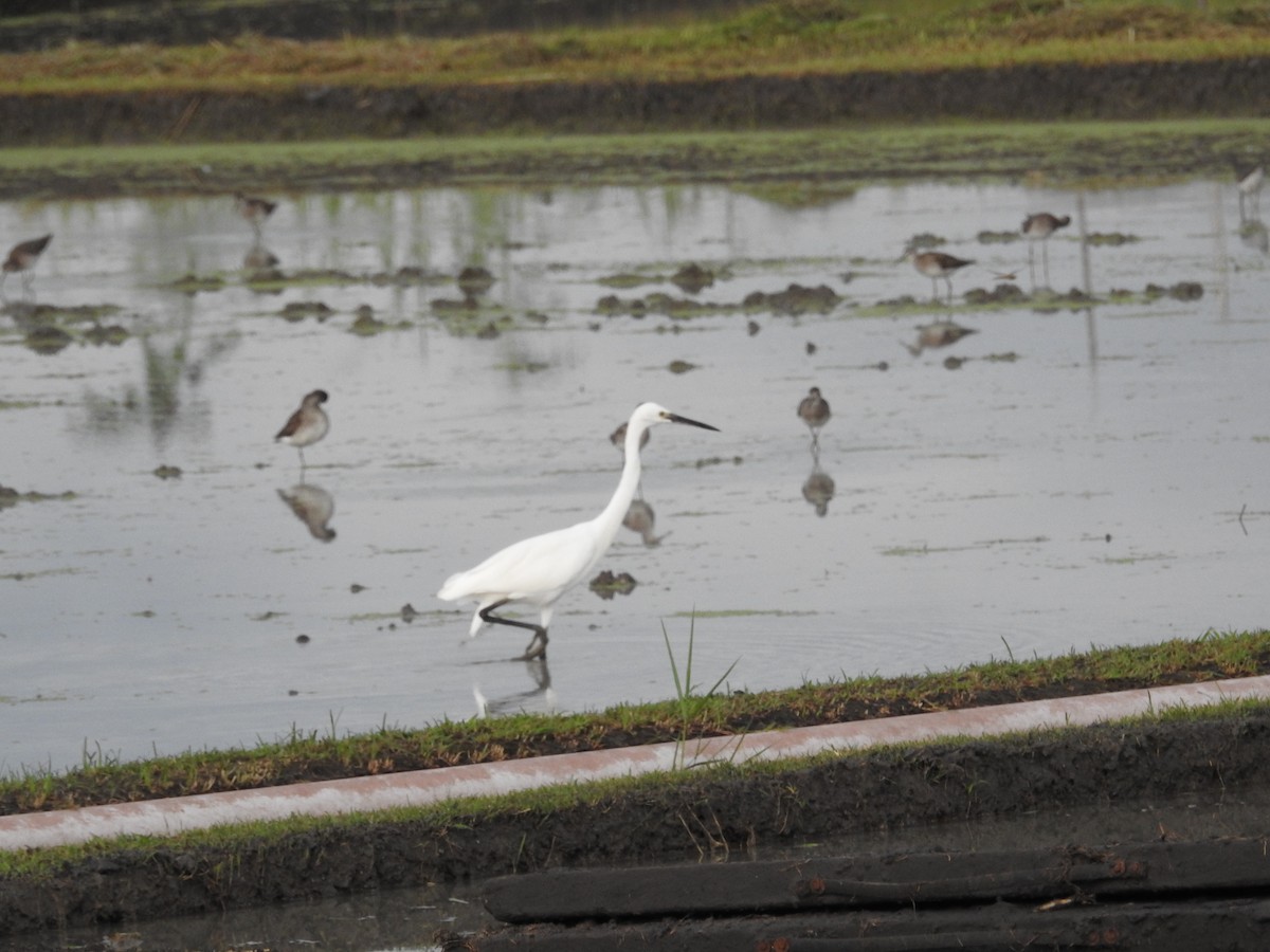 Little Egret (Western) - ML639968796