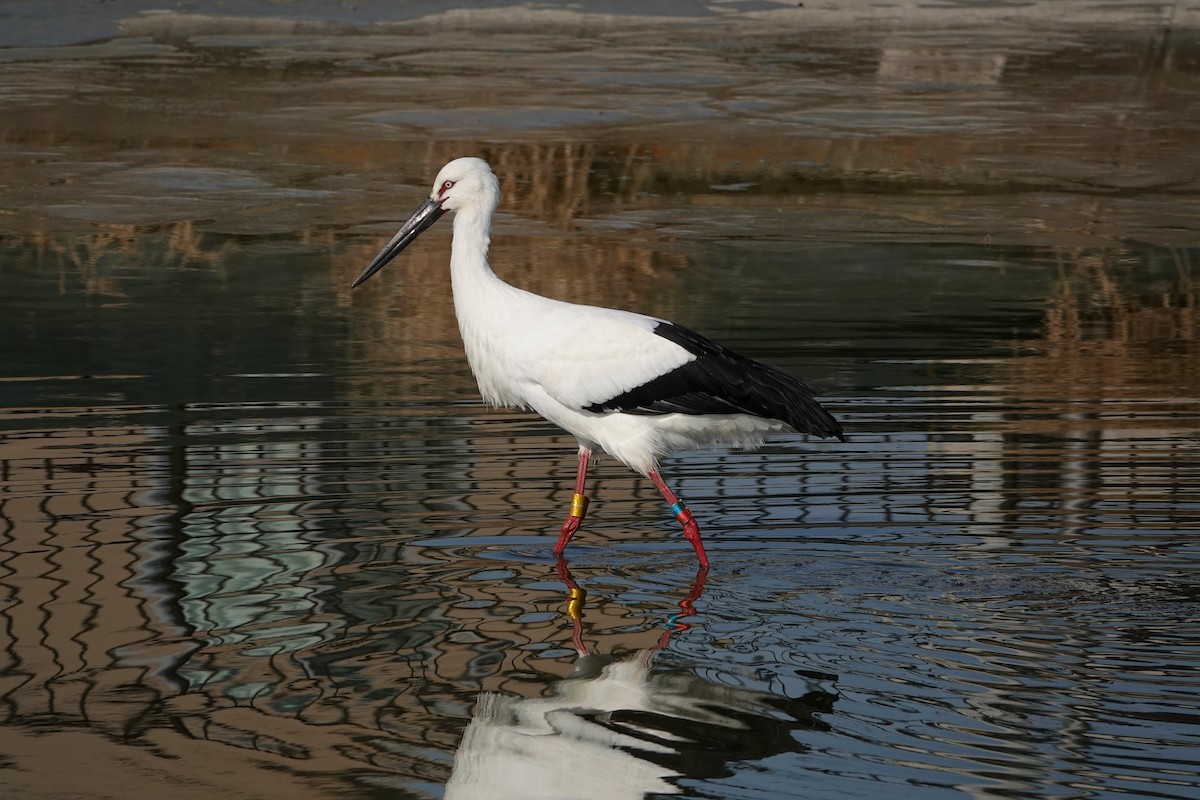 Oriental Stork - ML639968804