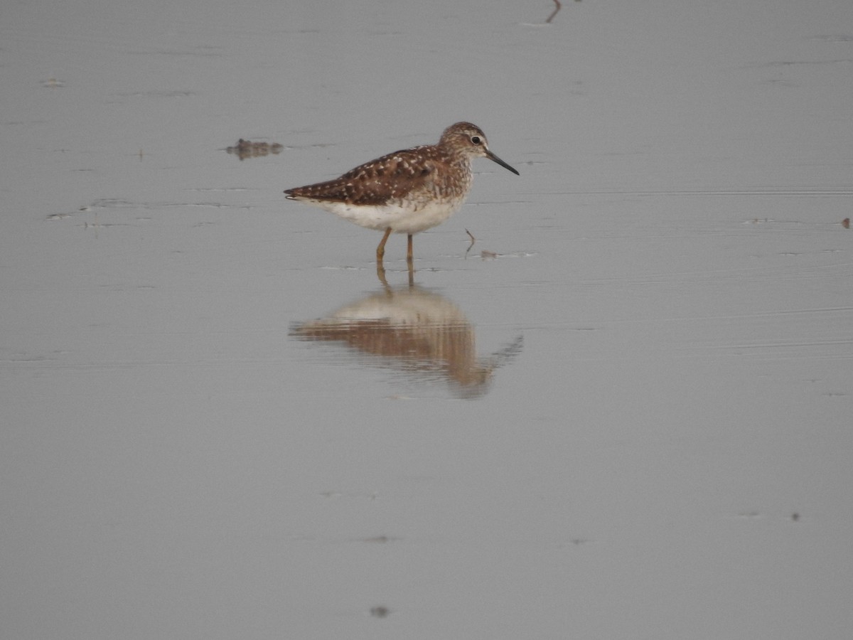 Wood Sandpiper - ML639968805