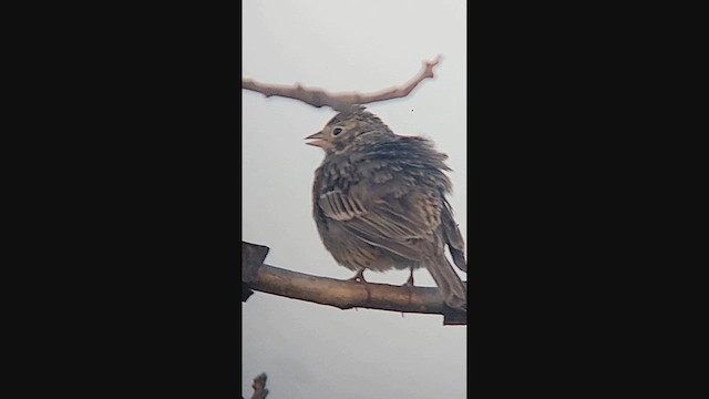 Vesper Sparrow - ML639968812