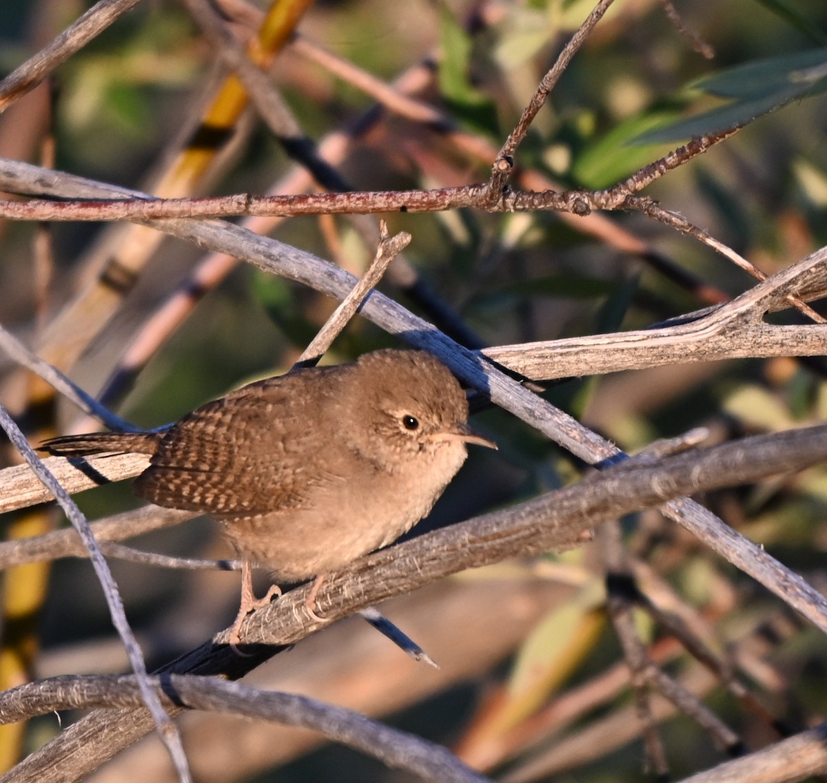 Northern House Wren - ML639968820