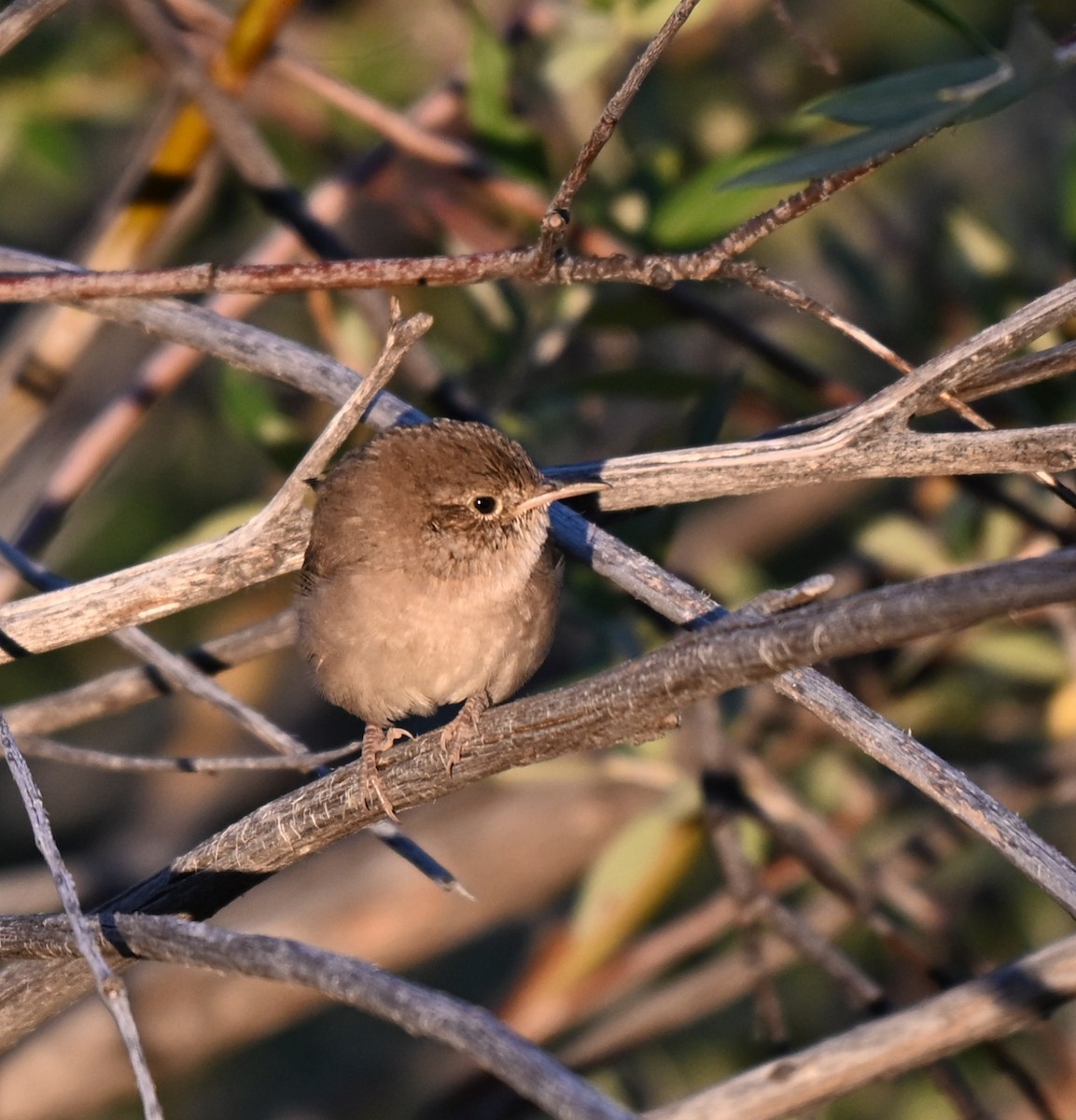 Northern House Wren - ML639968821