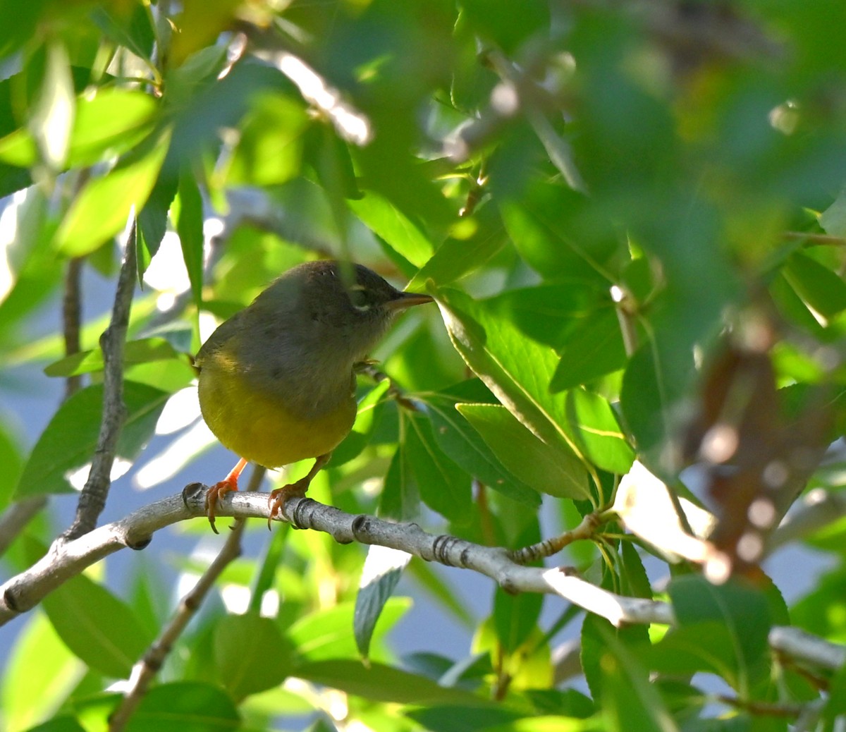 MacGillivray's Warbler - ML639968824