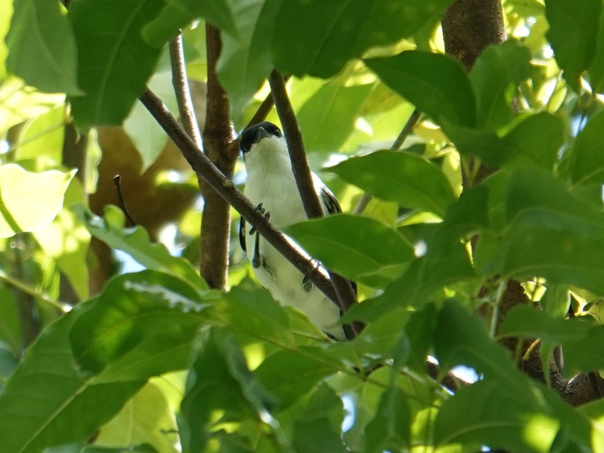Long-tailed Triller - ML639968861