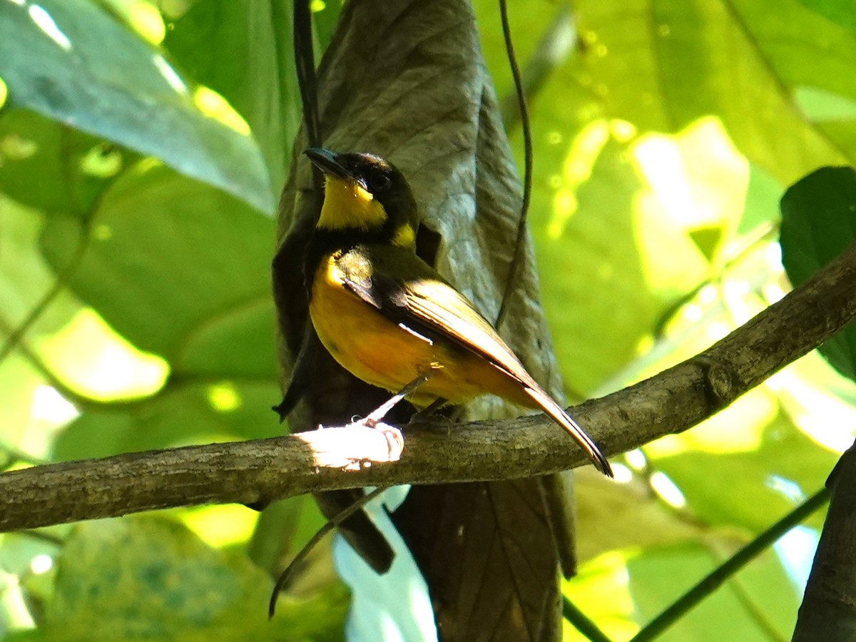 Oriole Whistler - ML639968925