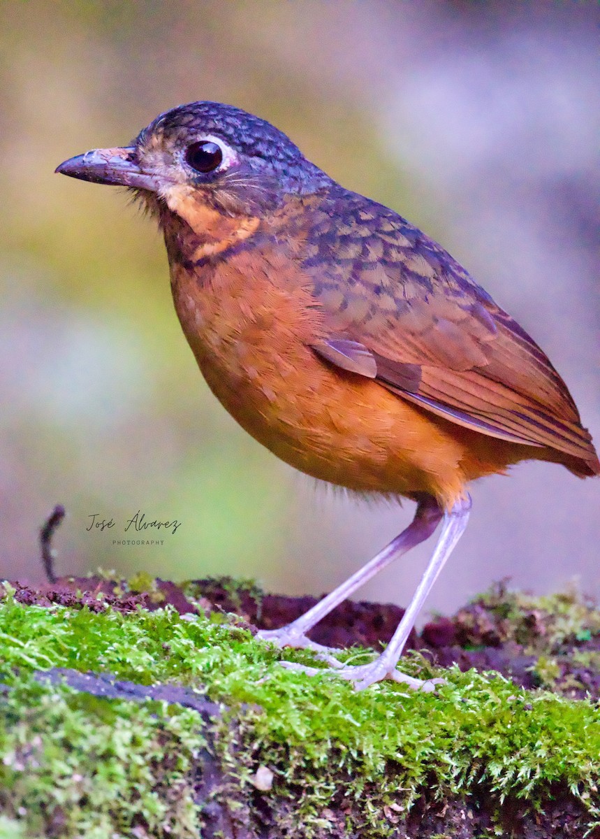 Scaled Antpitta - ML639968950