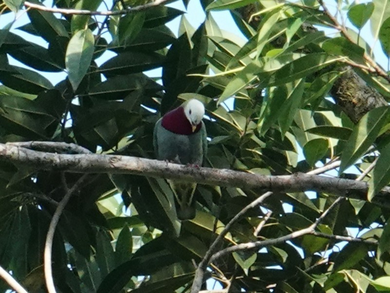 White-headed Fruit-Dove - ML639968974