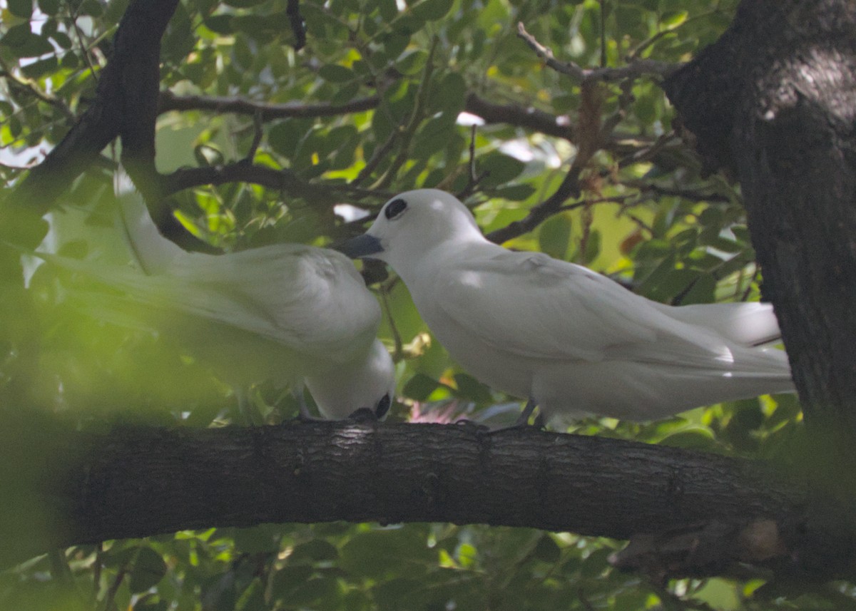 Blue-billed White-Tern - ML639968975