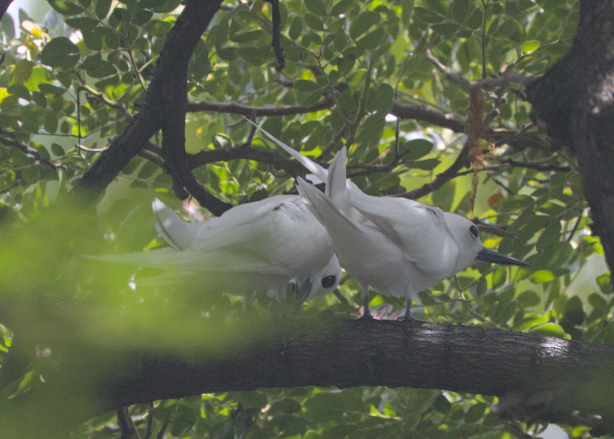 Blue-billed White-Tern - ML639968976