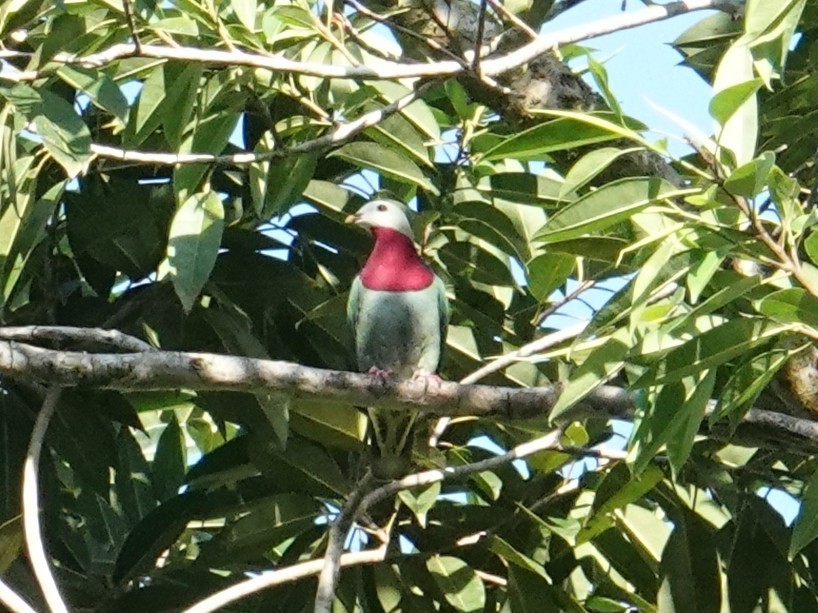 White-headed Fruit-Dove - ML639968977