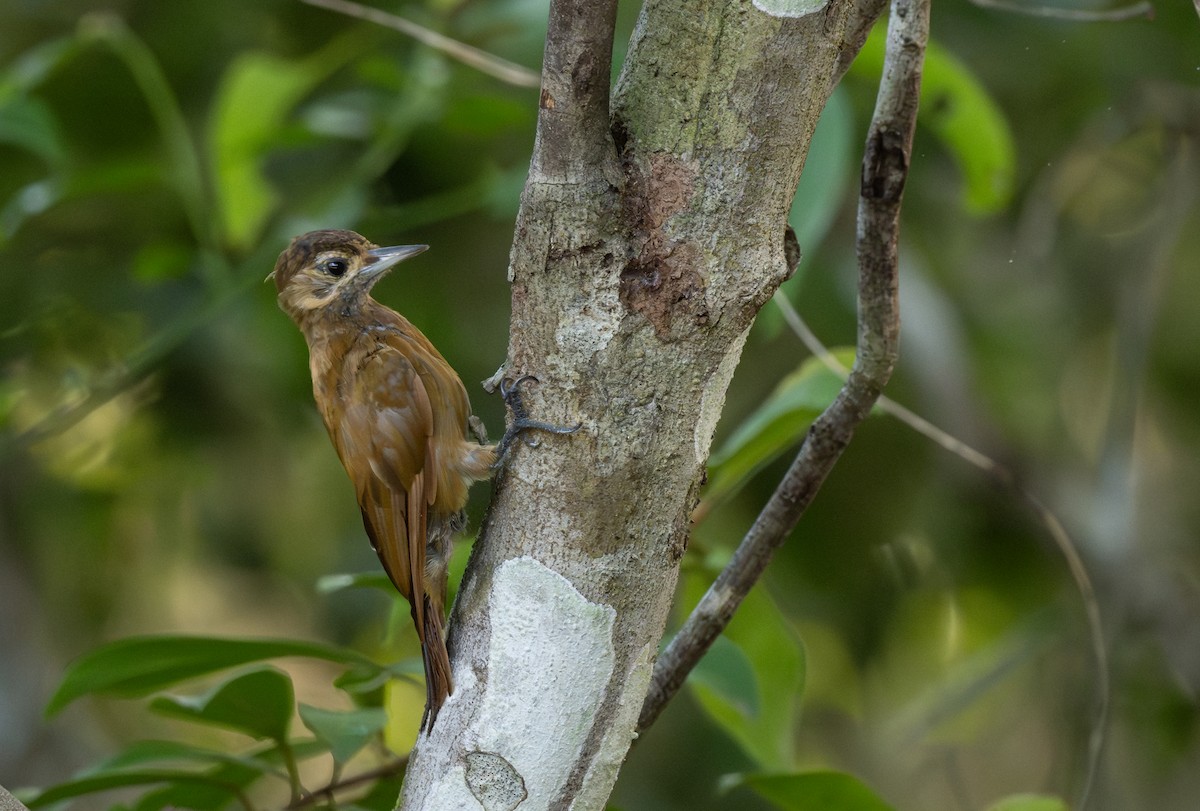 Smoky-brown Woodpecker - Luis Trinchan