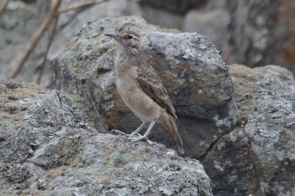 Thick-billed Miner - ML639969018