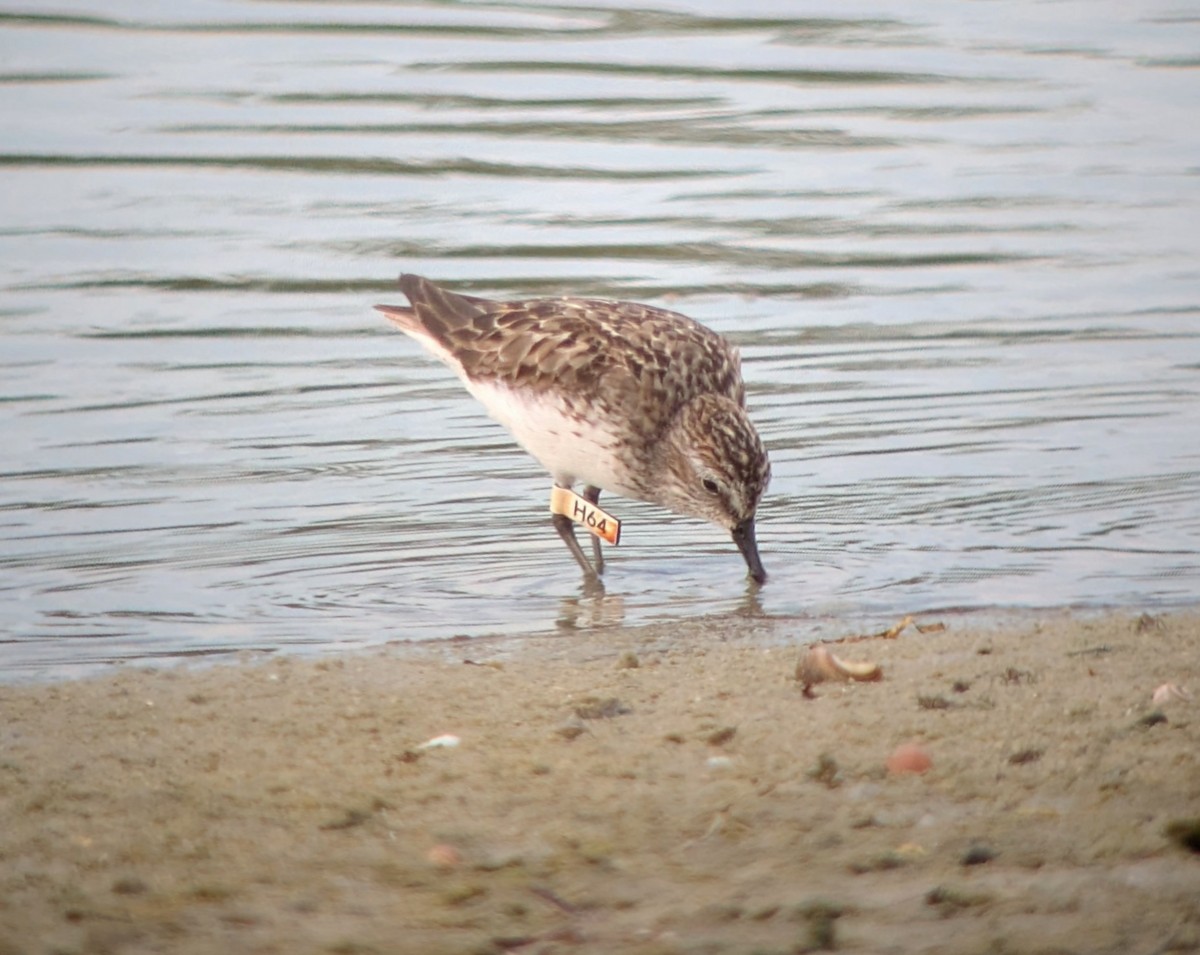 Semipalmated Sandpiper - ML639969062