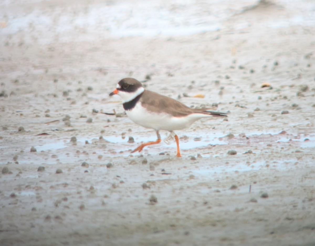 Semipalmated Plover - ML639969131