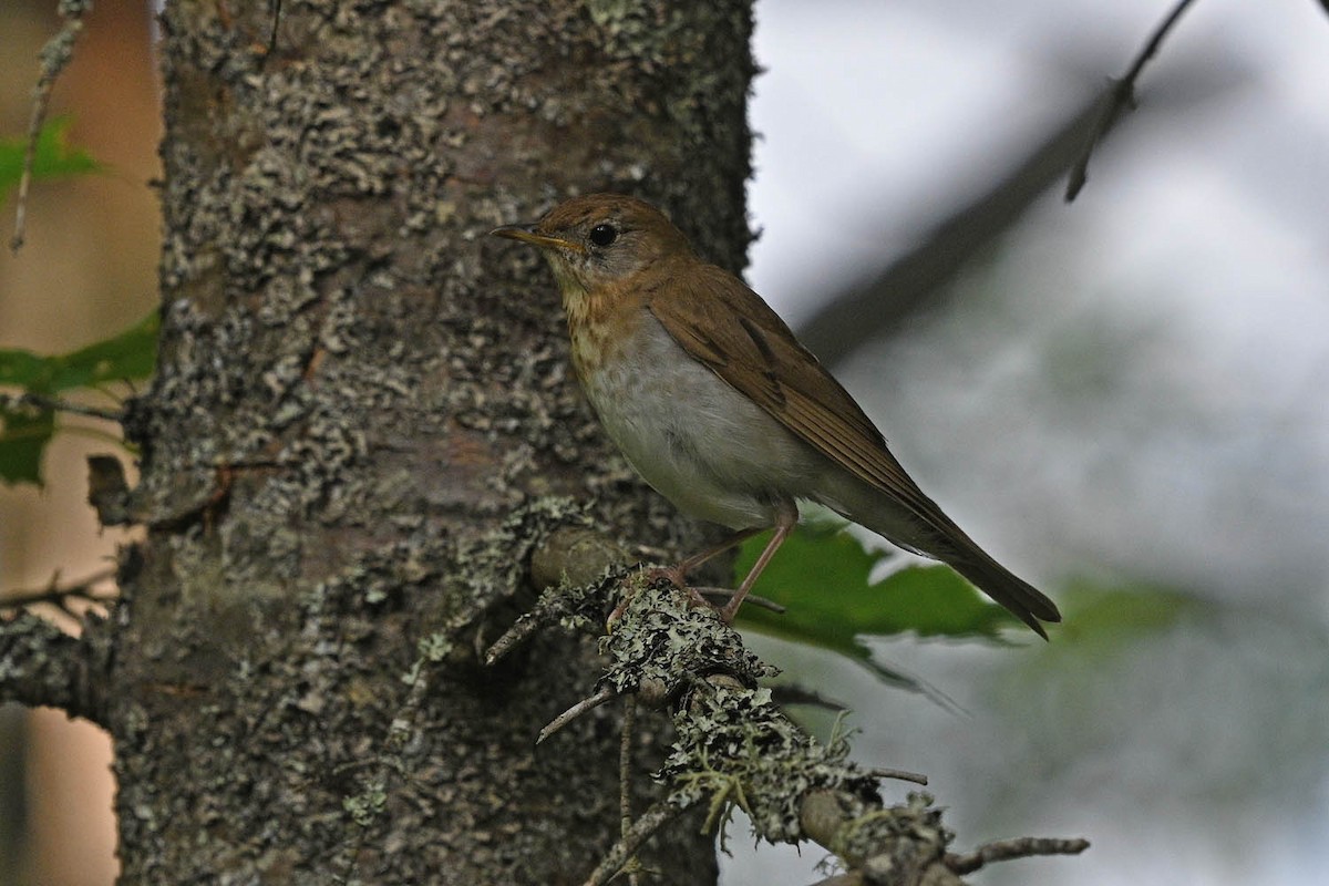 Veery - ML639969174