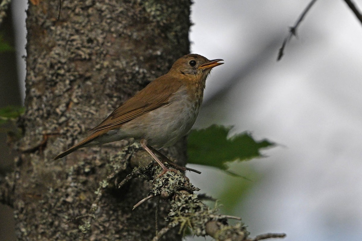 Veery - ML639969175