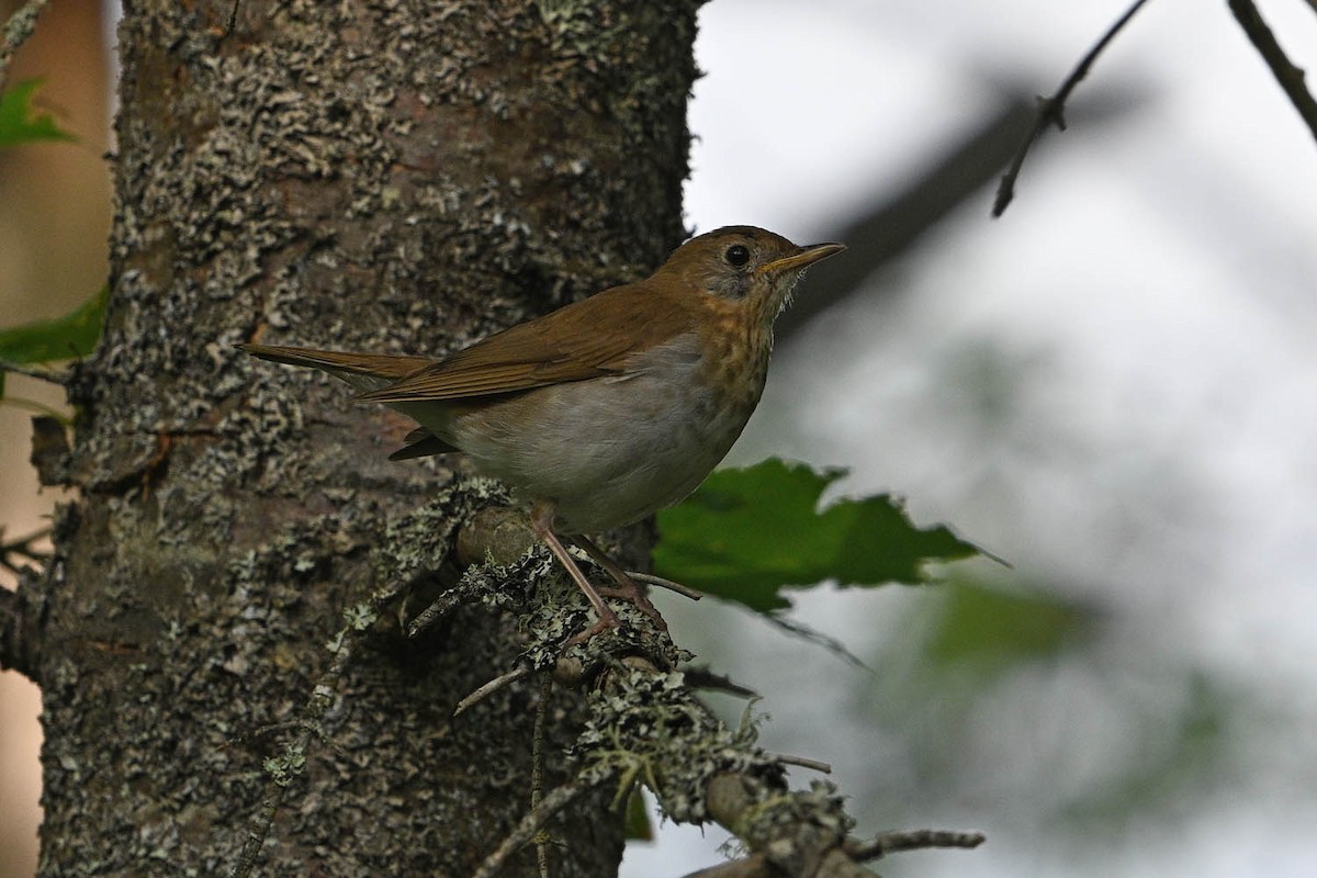 Veery - ML639969176