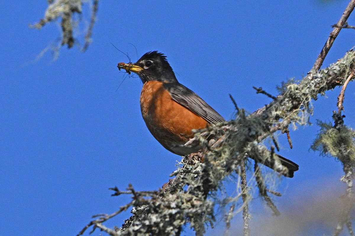 American Robin - ML639969181