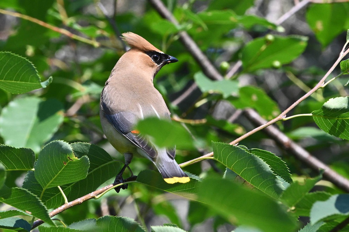Cedar Waxwing - ML639969192